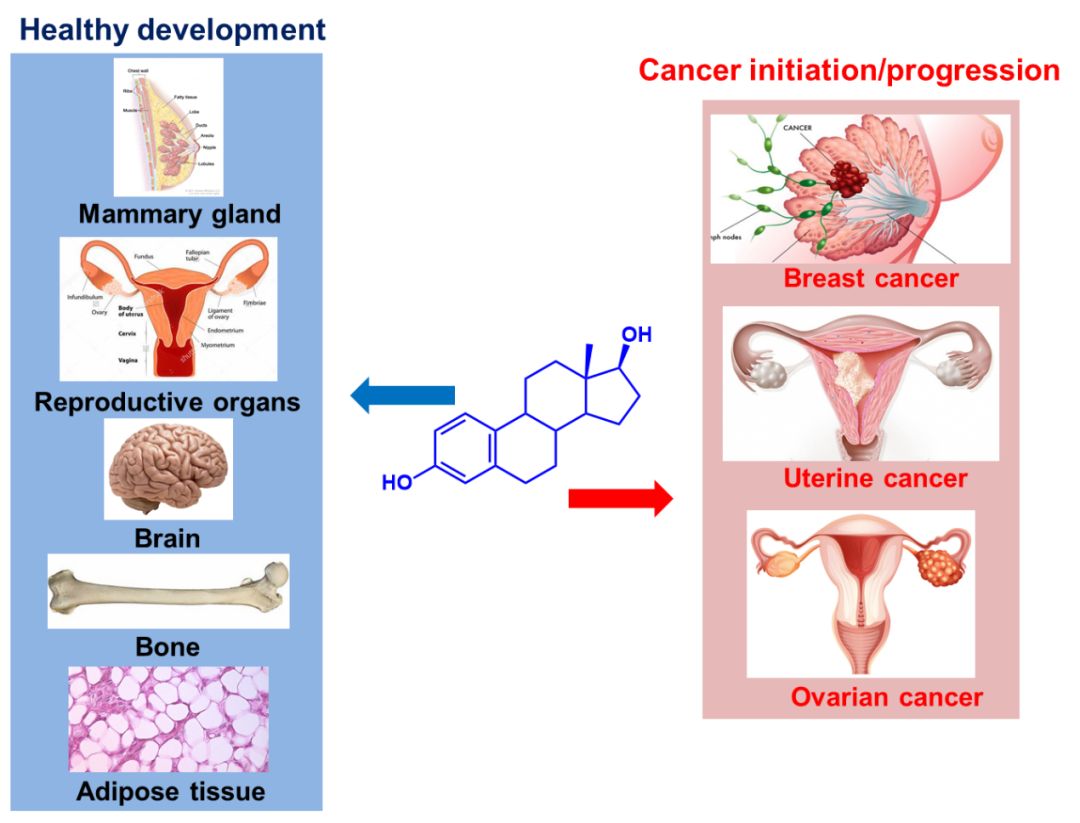 我博士时期的研究内容主要是性激素及其代谢产物在不同的器官,组织中