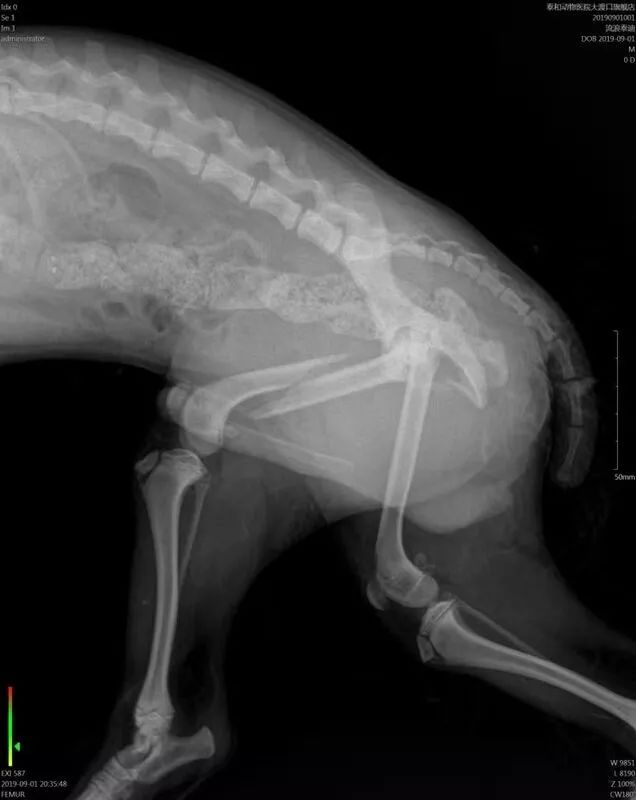 病例分享贵宾犬股骨长斜骨折prcl锁定骨板系统临床病例分享