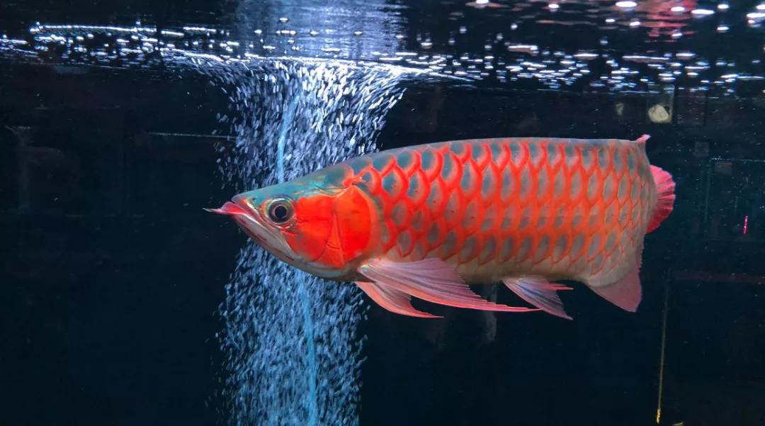 龙鱼还是自然色好,特别是阳光下的红龙才是最美的!