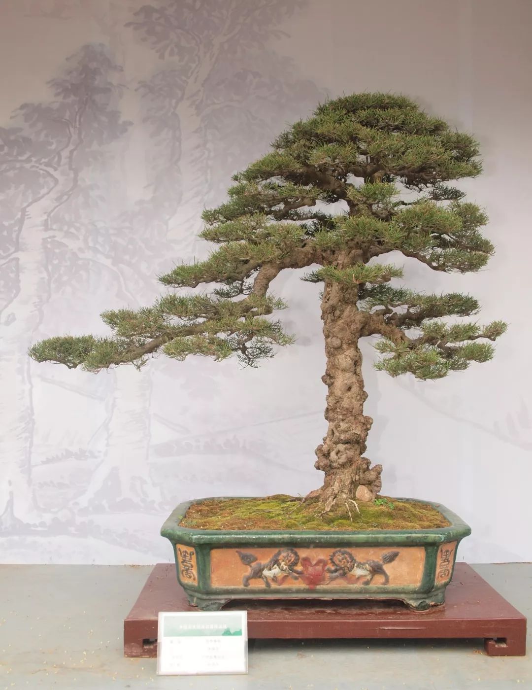 教师节说大树盆景