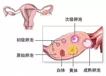 通俗地说,就是排卵后剩下的卵泡壁细胞发育形成的具有内分泌功能的
