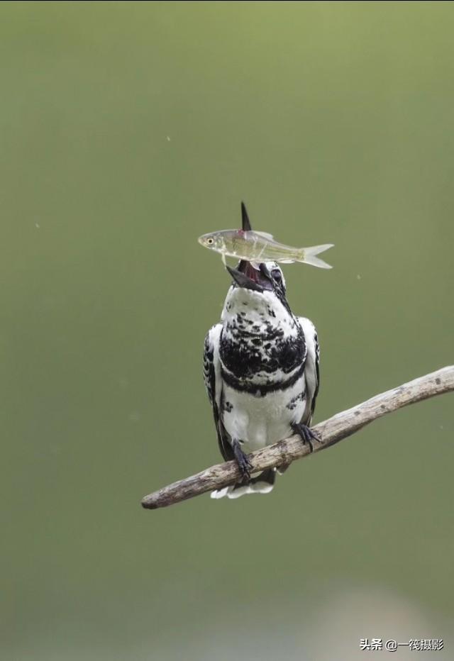 斑鱼狗翠鸟科鱼狗属的中型鸟类