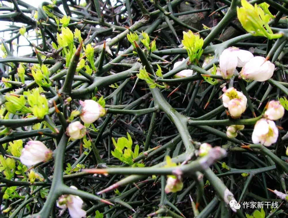 金小说何国华荆棘花开
