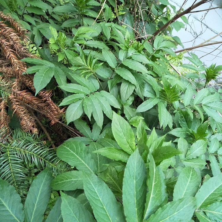 農村的植物八稜麻,對骨折有奇效,且價值頗為珍貴,見到可要珍惜_方法