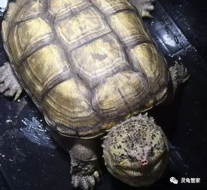 佛鳄你对它了解多少呢