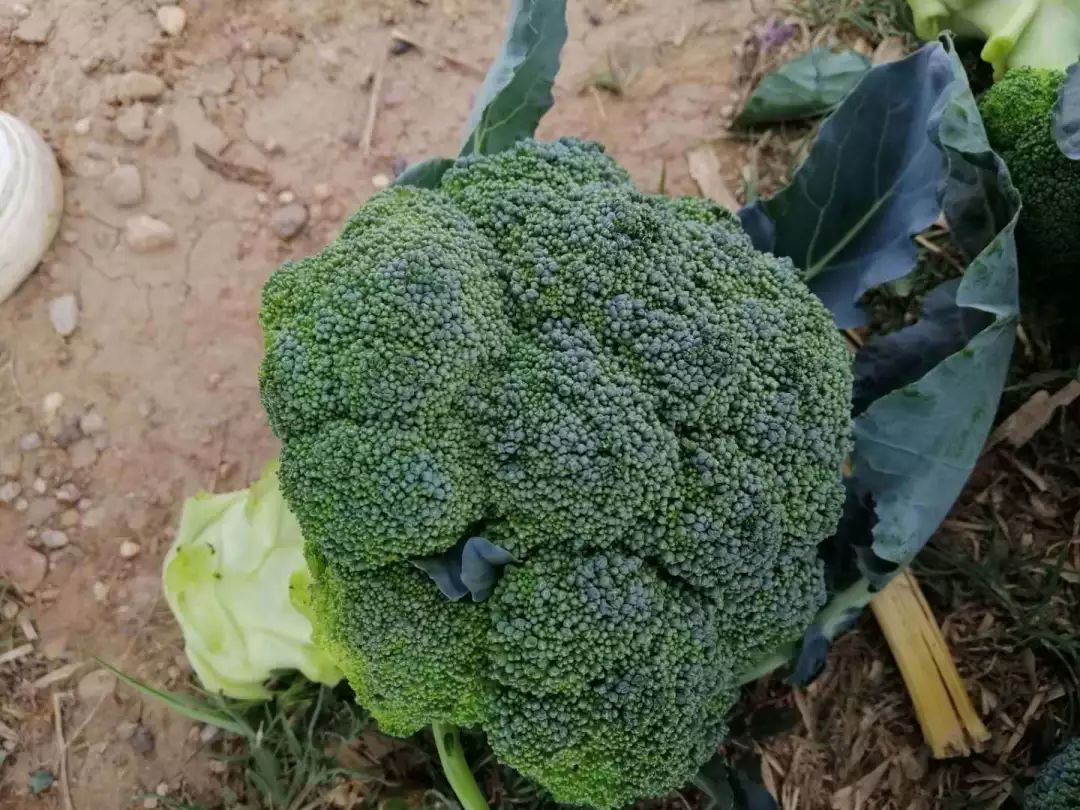 产地直采 西兰花,俗称青花菜(也被称为西蓝花,绿花菜,原产意大利,是