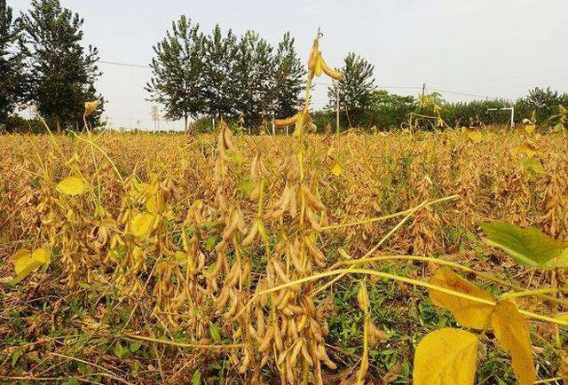 而且适时收获应根据气候条件灵活掌握,如果大豆成熟期遇到气候干旱可