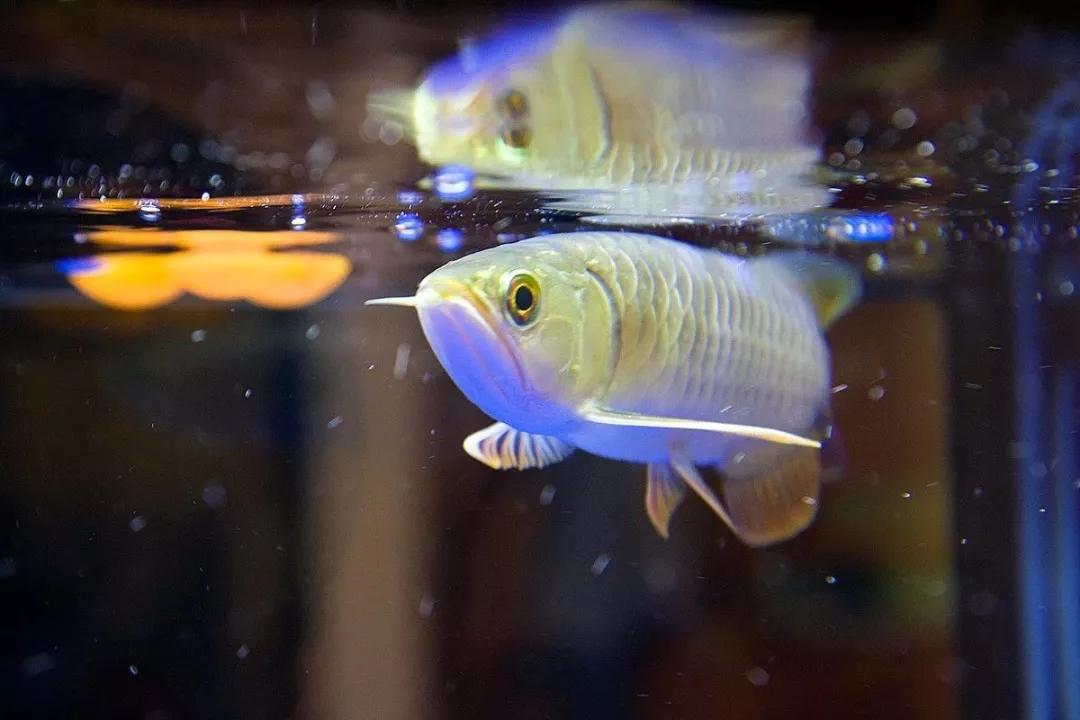 三龙鱼常见的鳞片病都有哪些呢如何做到对症下药