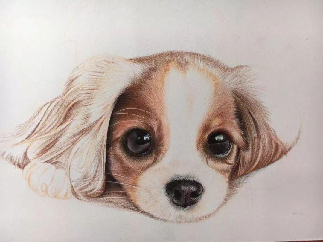 彩铅步骤 | 萌萌小汪汪