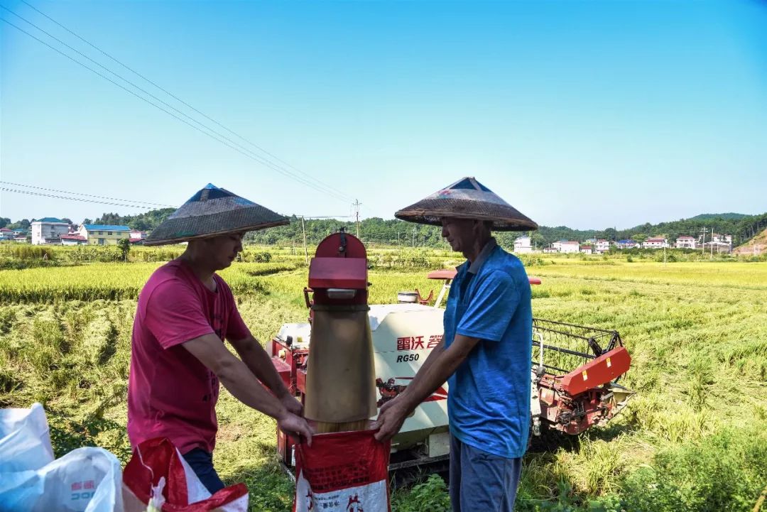 魅力辰溪他们最近在干啥秋风起稻谷黄农民稻子收割忙