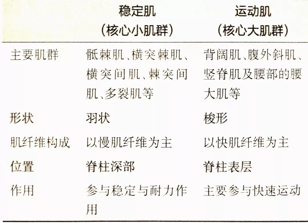 家长专栏|核心肌群的分类及训练的功能