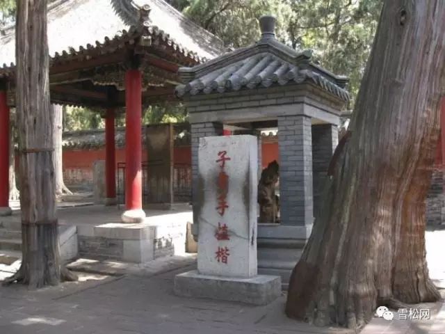 楷树、杏坛、桃李...细数和老师相关的植物_孔子