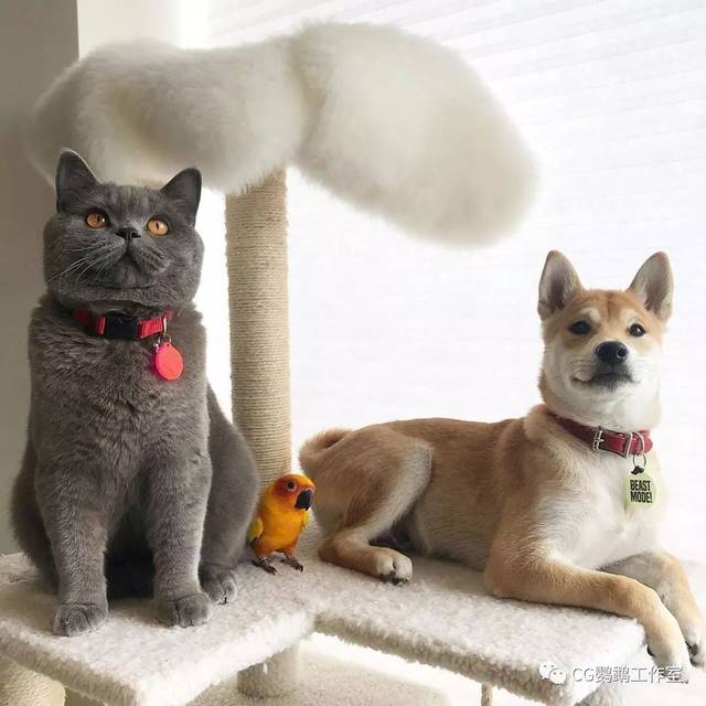 面对新伙伴的加入原住民ponzu和mango都表现出了极大的热情和善意很快