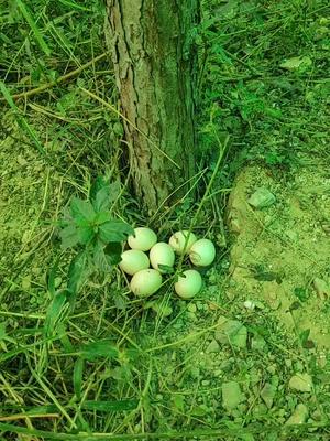 散养竹鸡下蛋了