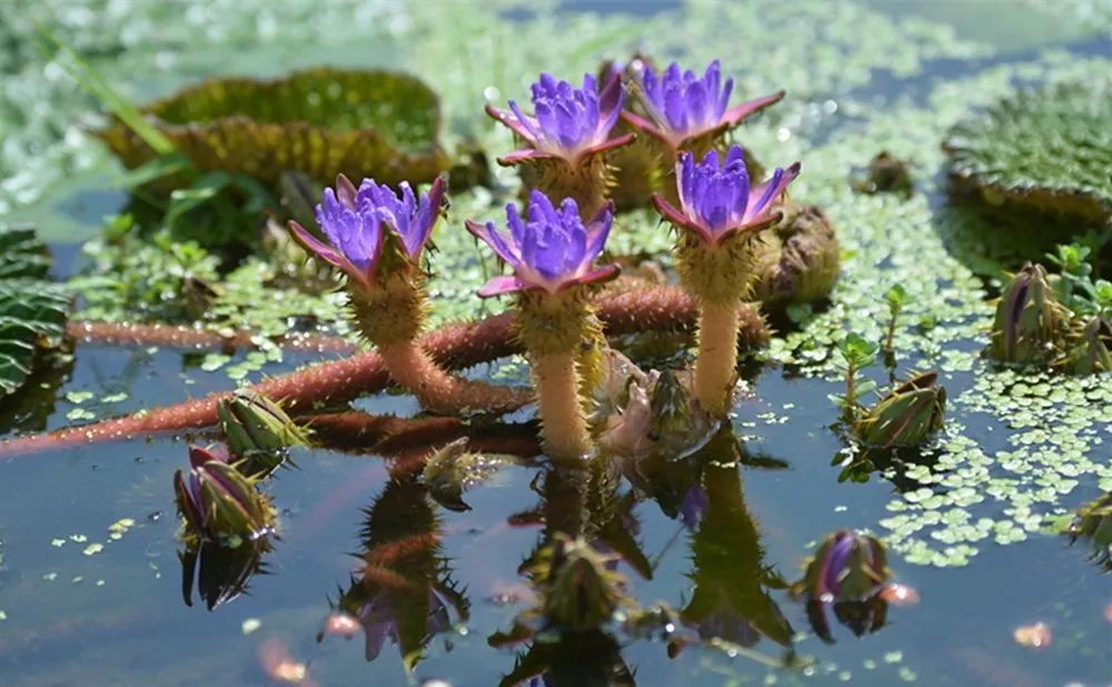 一碗糖水鸡头米就是苏州人的秋