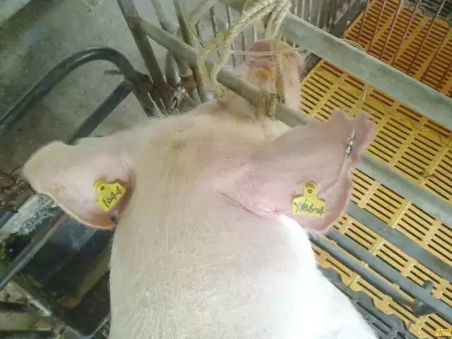 母猪分娩过程中输液要遵循的7大原则,你造么?_保钠