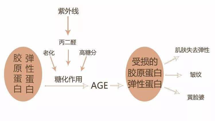 肌膚需要抗糖化女人不要焦糖臉