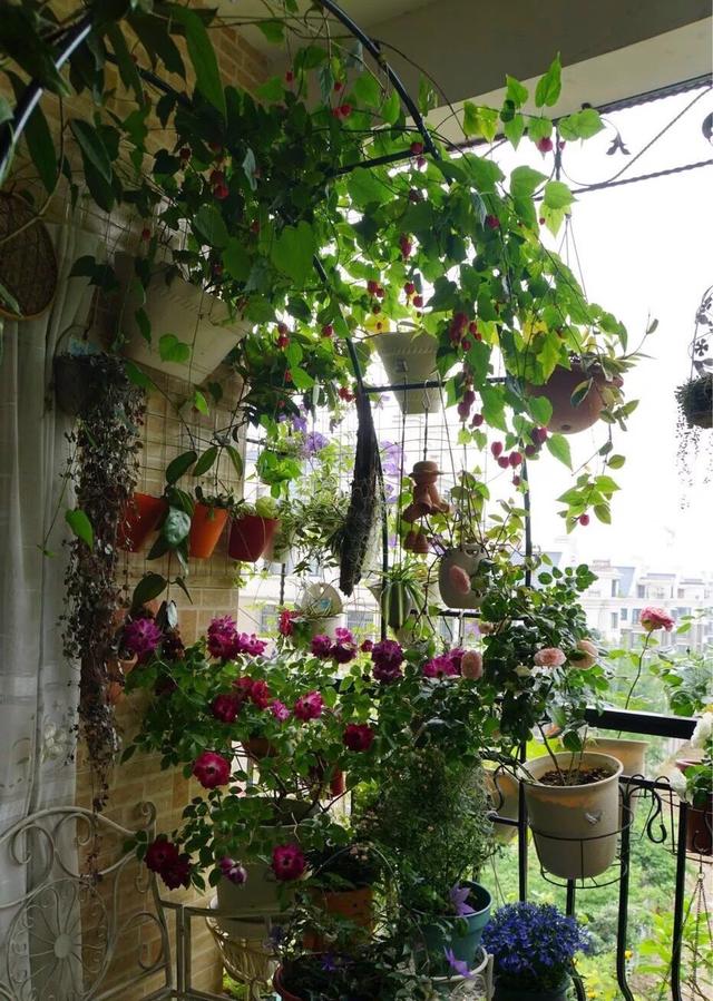 想要养花阳台空间太小用1个巧妙的方法多养出30盆花