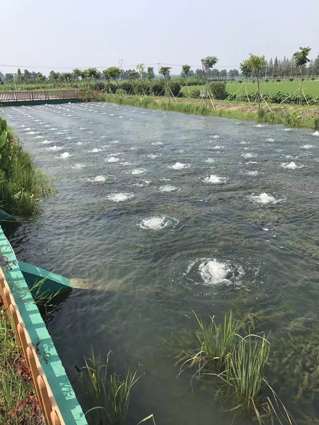 生物净化池//通过安装吸附毛刷和种植沉水,浮水,挺水等多种水生植物