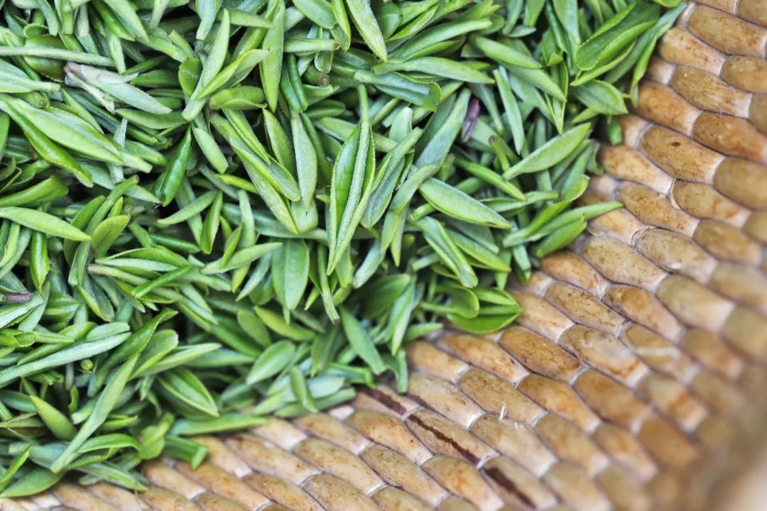 日照绿茶健康中国系列访谈浏园春看得见的有机茶