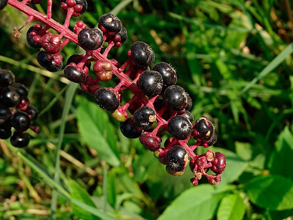 原创商陆一种农村常见的野草很有药用价值