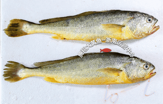 温州这条鱼火了刷爆朋友圈