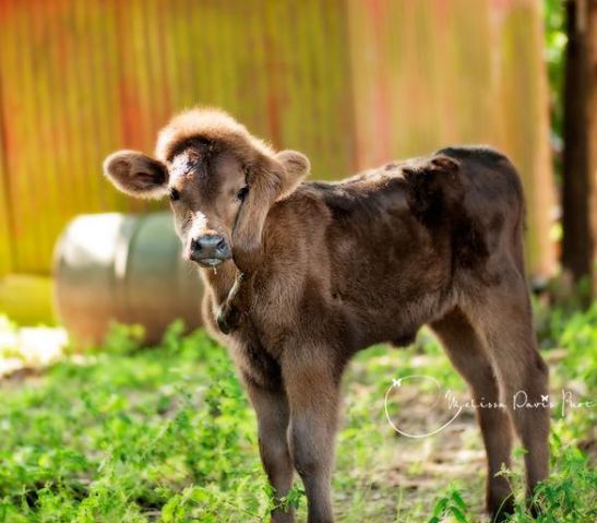 头上长"脚" ,5只脚的小牛宝宝成"网红"