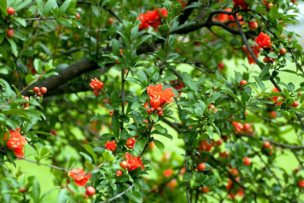 秋季石榴不止摘果,更有美丽石榴花等你来赏!