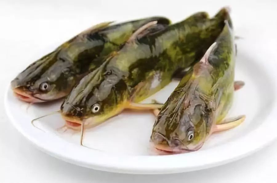 为什么叫"黄鸭叫"呢?早在《本草纲目》中就有记载:黄颡,无鳞鱼也.