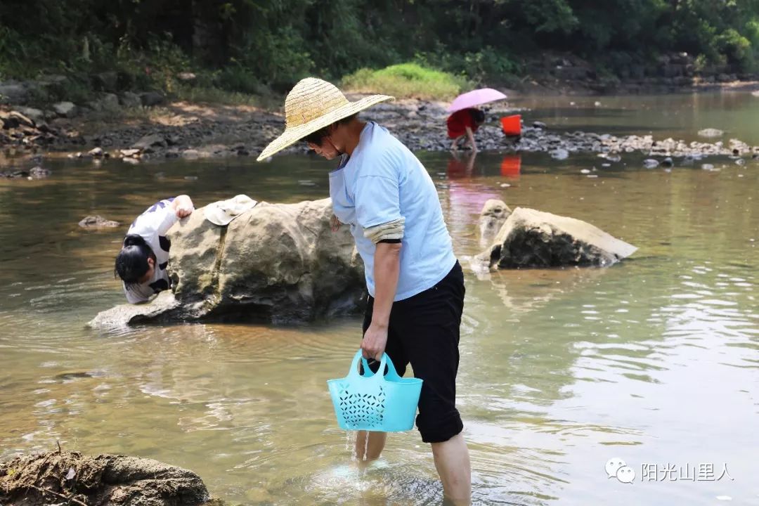 临近中秋,阳山有种特色叫"摸田螺"!_田心村