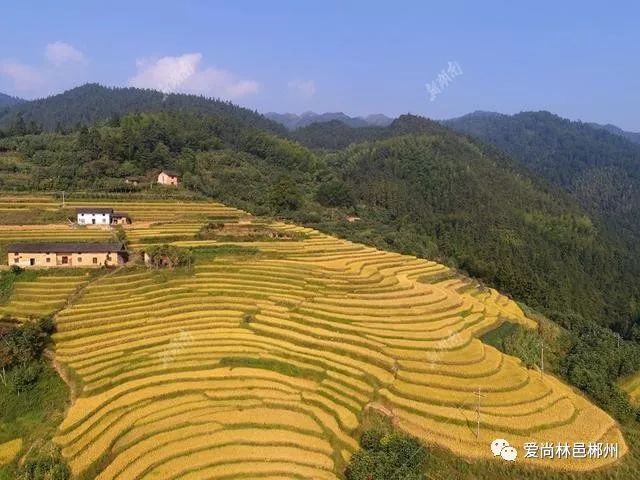 桂东高山梯田美景壮观 金色千层万叠如诗如画_郴州