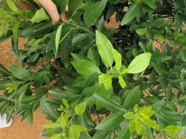 农药化肥吡唑醚菌酯你不知道的3个明显优势