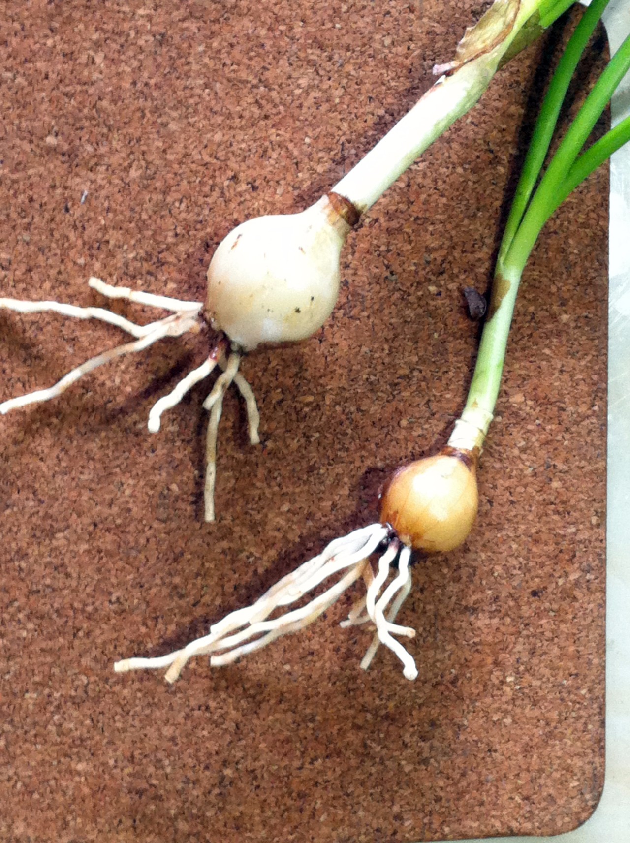 夏秋季节这种花开得特别灿烂买点鳞茎种花坛里能长一大片