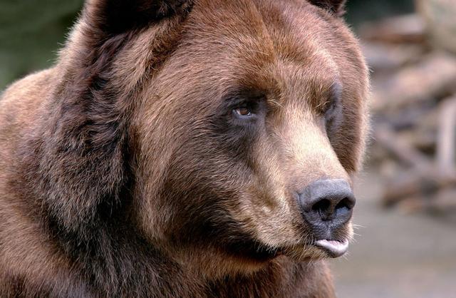 大棕熊遇到小蜜蜂后急出表情包!拿小蜜蜂一点办法没有?