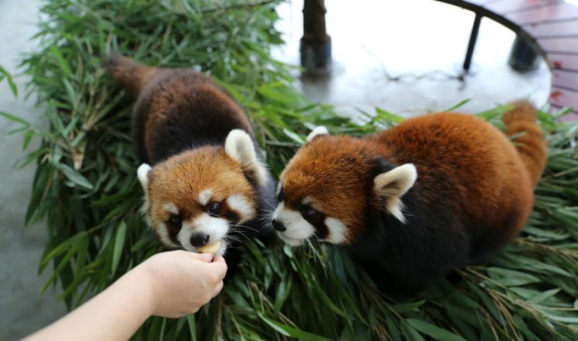 月餅diy 科普講解 食物丰容 這裡動物也過中秋節_武漢