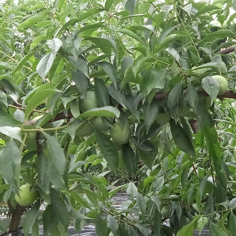 矮化李子树整形修剪