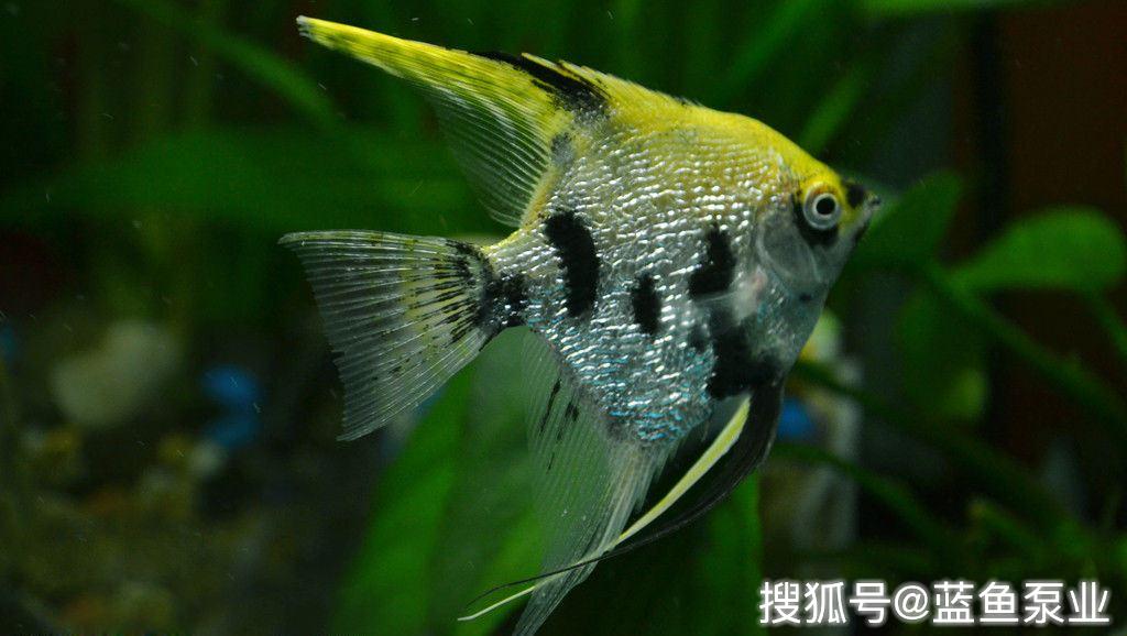 埃及神仙鱼的特点及喂食方法