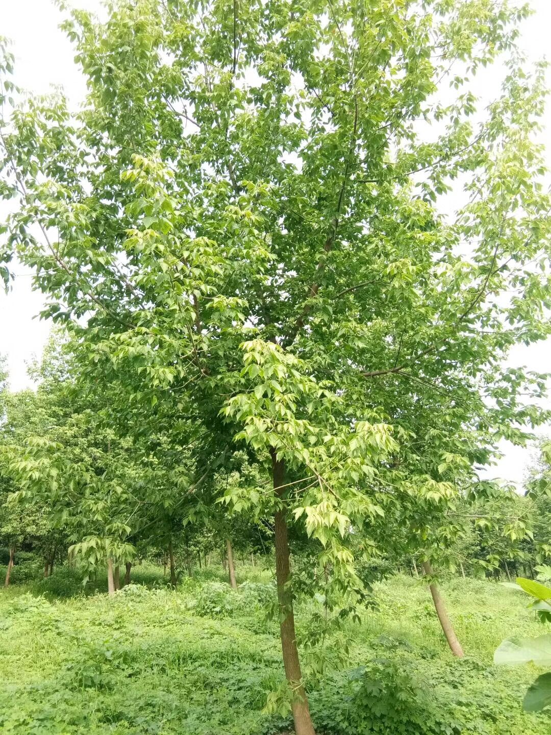 10公分青叶复叶槭价格11公分青叶复叶槭420元12公分复叶槭河南