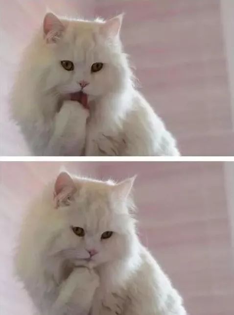 要是家里那主子妖娆起来,就真没人类什么事儿了!_猫叔