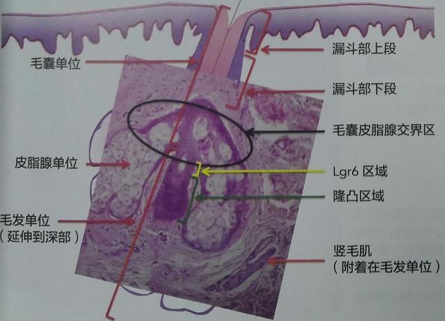 黑色的椭圆形表示出了毛发毛囊管峡部的上端和下端的部位.