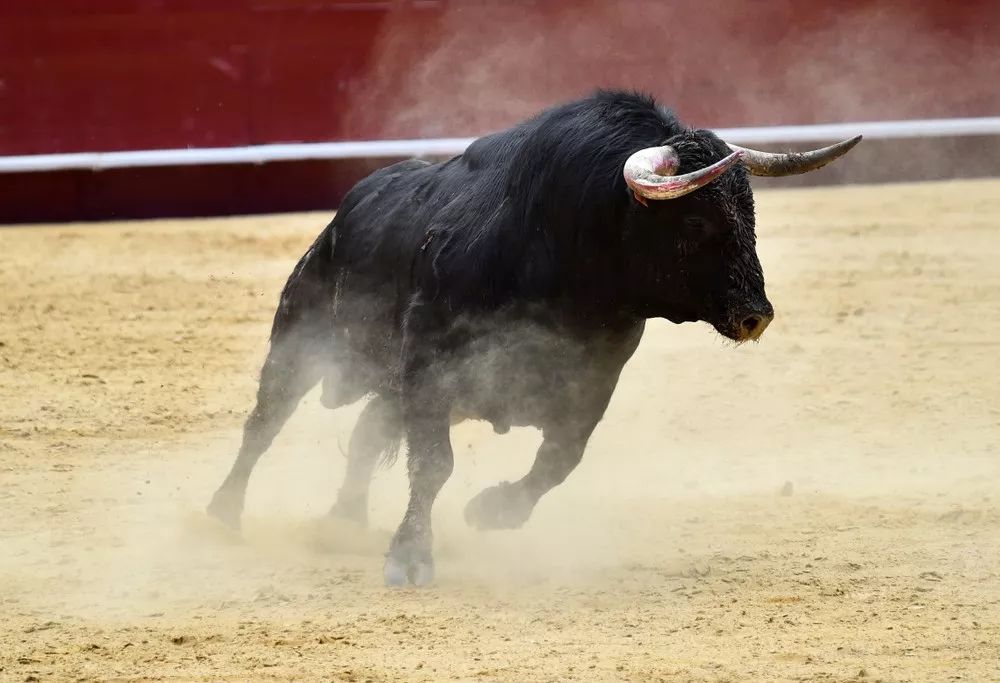 一举提名奥斯卡刺激与狂欢的热血斗牛好想去现场看1次