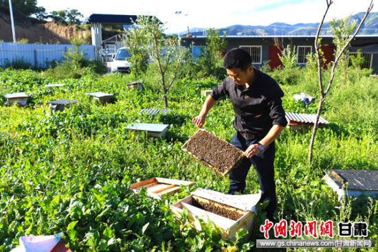 圖為岷縣興勝種植農民專業合作社中蜂養殖戶正在對蜜蜂管理.