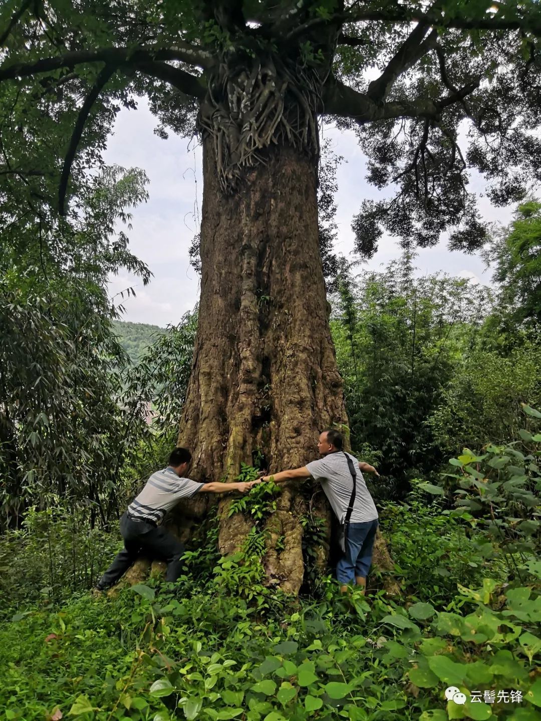 沙田天中村往昔革命根据地今日振兴排头兵