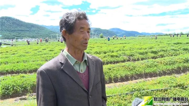 兰坪:"内功,外力"两手抓,为如期实现脱贫摘帽夯实产业基础!_通甸镇