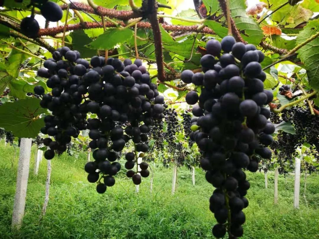 福利当教师节遇上刺葡萄便是金秋最甜蜜的味道