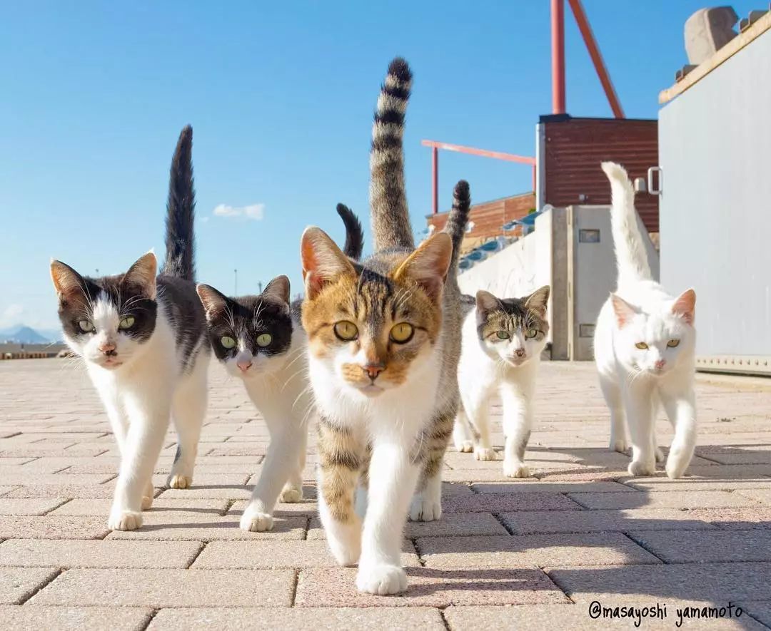 这些一看就不好惹的社会猫被做成表情包后感觉也是怕怕的某网友表示