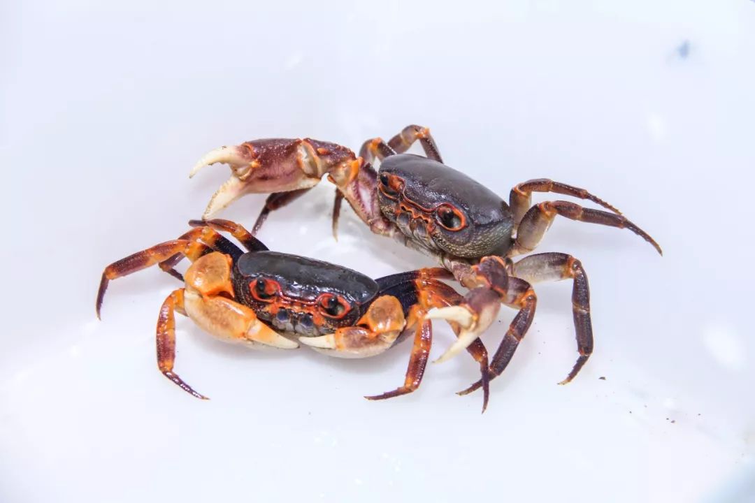 山蟛蜞牛肚石锅蒸鸡子荔枝柴烧鹅糯米鸡优质出品!超值价格!