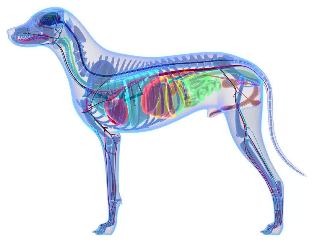 不要等到爱犬骨骼出了毛病才来问该怎么办