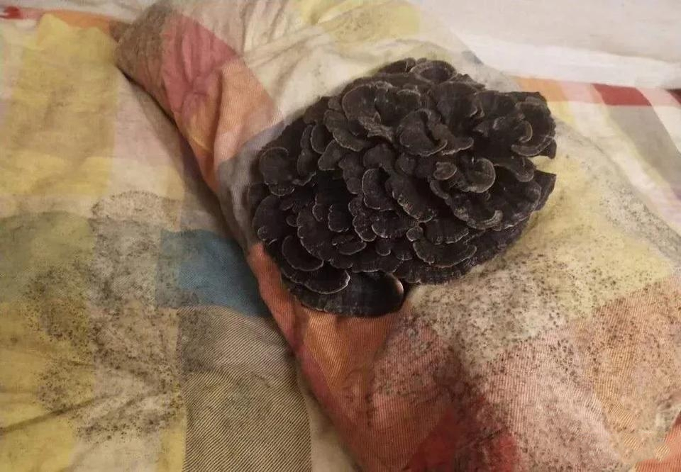 趣味搞笑图片暑假回来室友的枕头都长蘑菇了又省了一顿饭钱