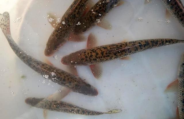 上海朱家角有一种鱼叫"花骨鱼"肉质细嫩,没有一点土腥味